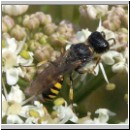 Ectemnius lapidarius - Grabwespe m01.jpg